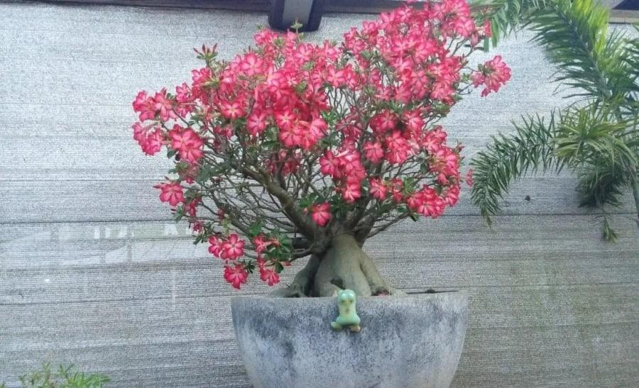 4 cây cảnh sức sống mãnh liệt, trồng 1 cây giúp phúc lộc truyền đời-2