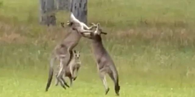 Đám cưới bị ngưng vì 2 con kangaroo đánh nhau-1