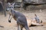 Đám cưới bị ngưng vì 2 con kangaroo đánh nhau