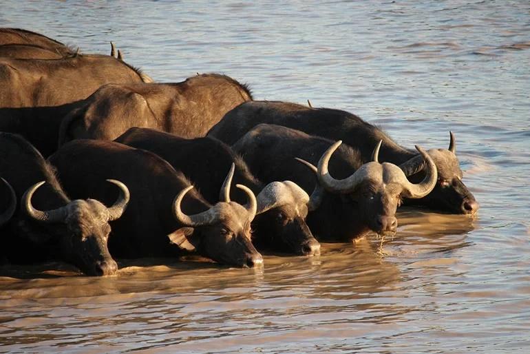 Con giáp sinh 5 giờ chọn mặt gửi vàng, cả đời ăn sung mặc sướng-2