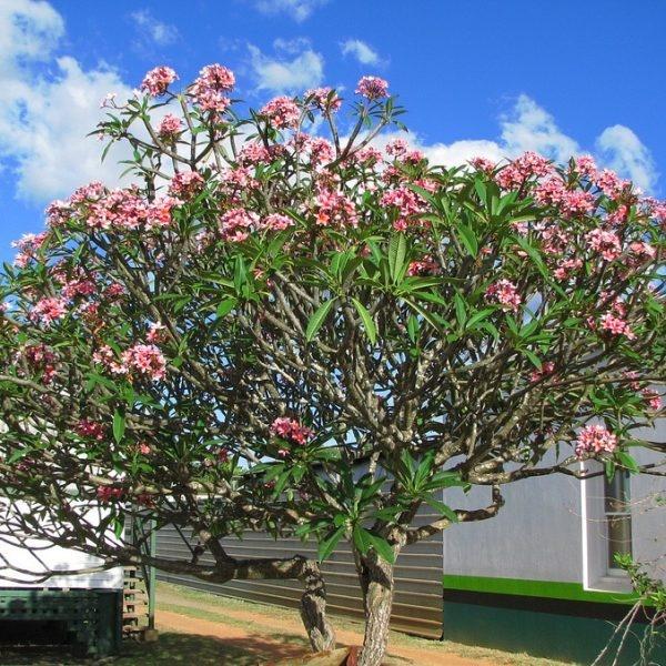 5 loại cây trồng ở âm trạch, con cháu mấy đời sau vẫn được phù trợ-2