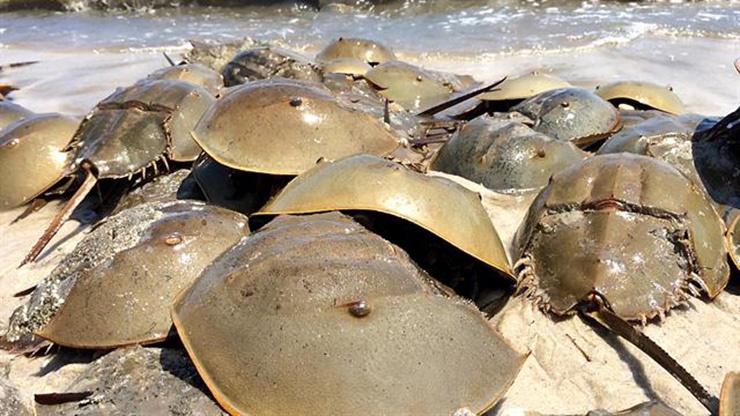 Loài hải sản sắp tuyệt chủng, máu của chúng giá hàng trăm triệu/lít-11