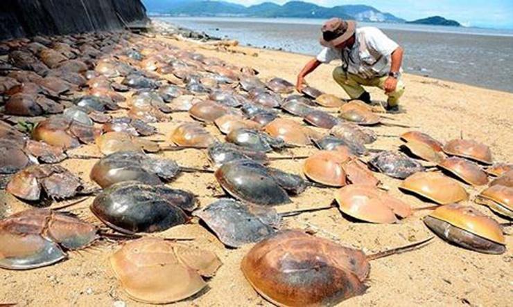 Loài hải sản sắp tuyệt chủng, máu của chúng giá hàng trăm triệu/lít-2