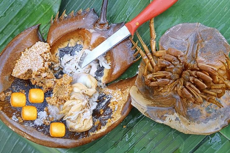 Loài hải sản sắp tuyệt chủng, máu của chúng giá hàng trăm triệu/lít-4