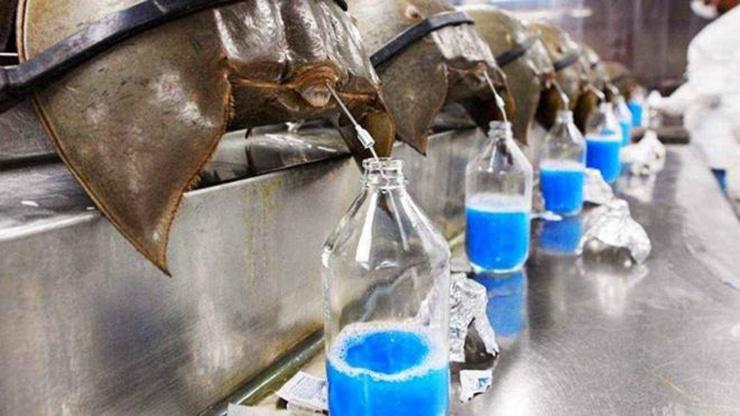 Loài hải sản sắp tuyệt chủng, máu của chúng giá hàng trăm triệu/lít-5