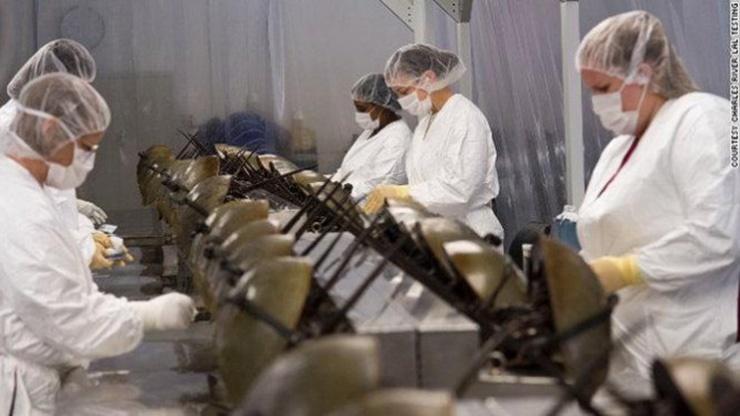 Loài hải sản sắp tuyệt chủng, máu của chúng giá hàng trăm triệu/lít-6