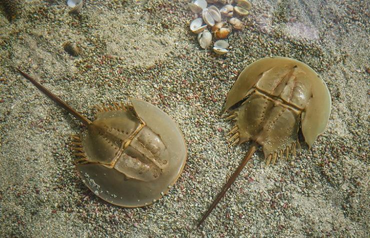 Loài hải sản sắp tuyệt chủng, máu của chúng giá hàng trăm triệu/lít-9