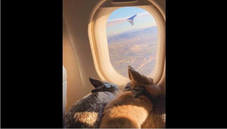 Chú thỏ nổi tiếng rần rần sau chuyến vi vu nước Mỹ cùng cô chủ-2