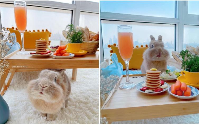 Chú thỏ nổi tiếng rần rần sau chuyến vi vu nước Mỹ cùng cô chủ-4