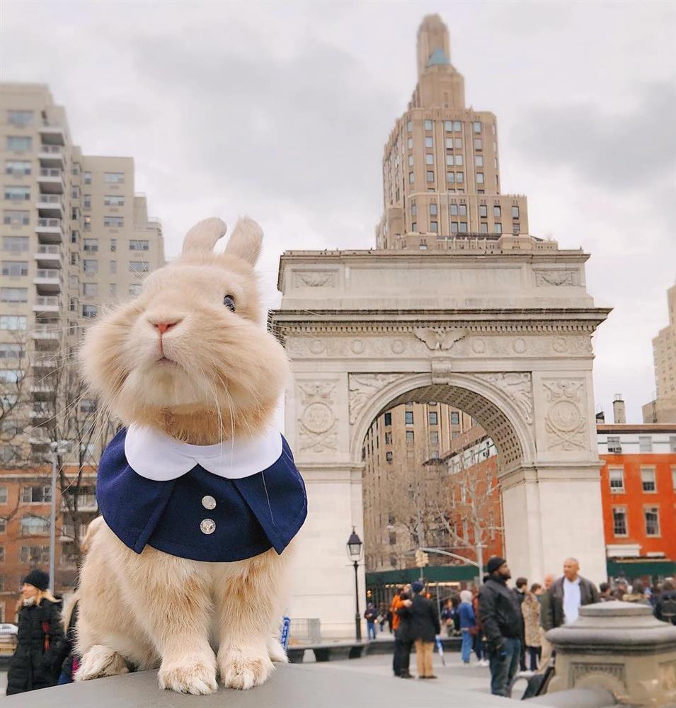 Chú thỏ nổi tiếng rần rần sau chuyến vi vu nước Mỹ cùng cô chủ-5