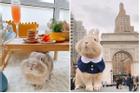Chú thỏ nổi tiếng 'rần rần' sau chuyến vi vu nước Mỹ cùng cô chủ