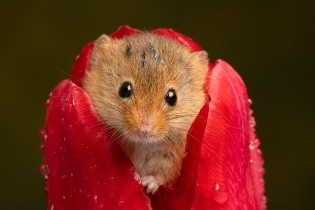 Tử vi hàng ngày 12 con giáp Chủ Nhật 20/11/2022: Vật lộn tiền bạc-1