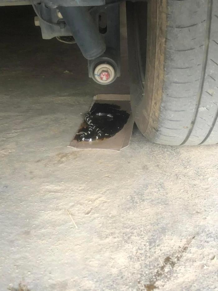 Đặt bẫy bắt chuột, chủ nhà hết vía khi nhìn thấy con vật dính bẫy-1