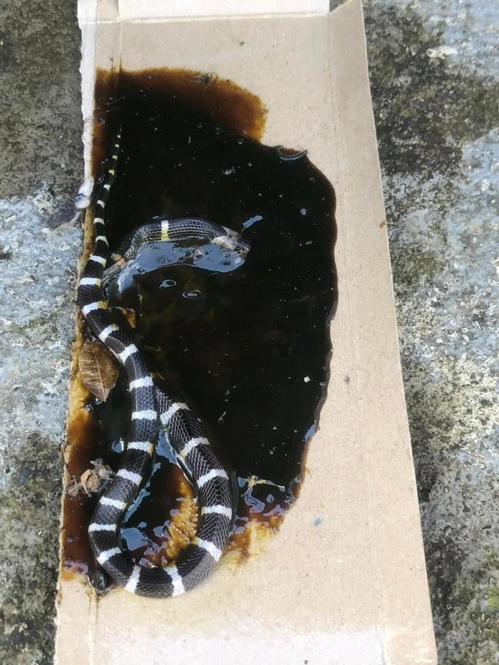 Đặt bẫy bắt chuột, chủ nhà hết vía khi nhìn thấy con vật dính bẫy-2