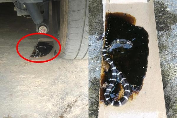 Hoảng hồn vì clip chuột ăn gà rán trong nhà hàng-2