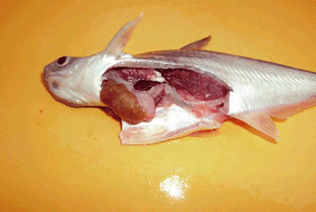 Không phải thịt cá đây mới là 5 bộ phận tốt nhất của con cá-5