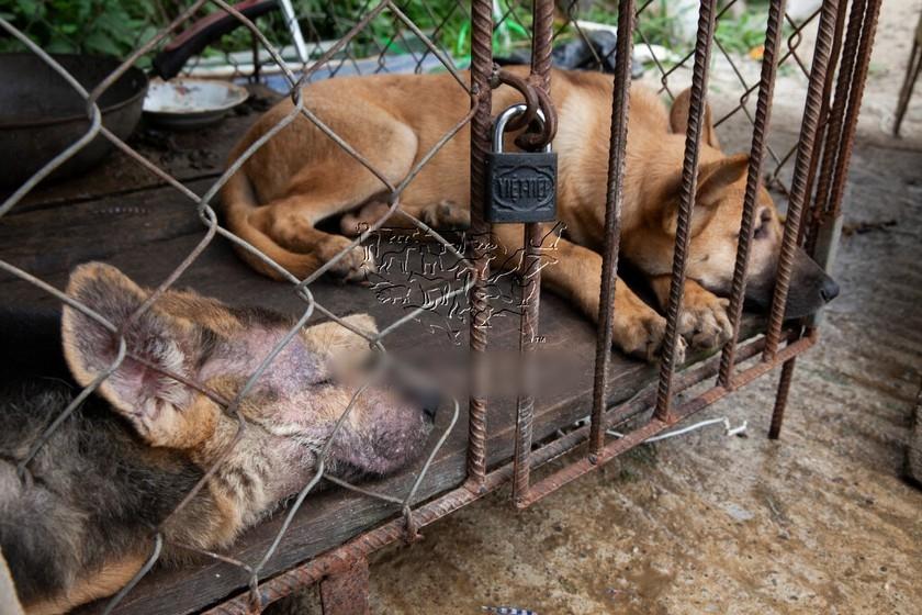 Cơ sở giết mổ thịt chó đầu tiên tại Việt Nam tự nguyện đóng cửa-1