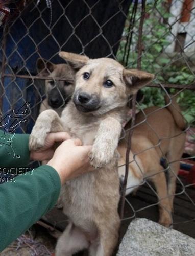 Cơ sở giết mổ thịt chó đầu tiên tại Việt Nam tự nguyện đóng cửa-2