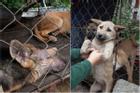 Cơ sở giết mổ thịt chó đầu tiên tại Việt Nam tự nguyện đóng cửa