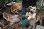 Indonesia: Chợ thịt chó bị cấm giết mổ vĩnh viễn, kẻ tiếc nuối người ủng hộ-5
