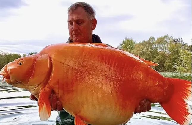 Cần thủ Anh bắt được cá vàng khủng nặng 30kg-1