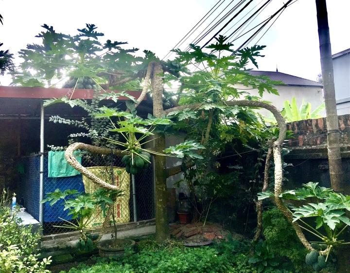 Cận cảnh cây đu đủ hình dáng kỳ lạ, dân tình dự đoán giá tiền tỷ-1