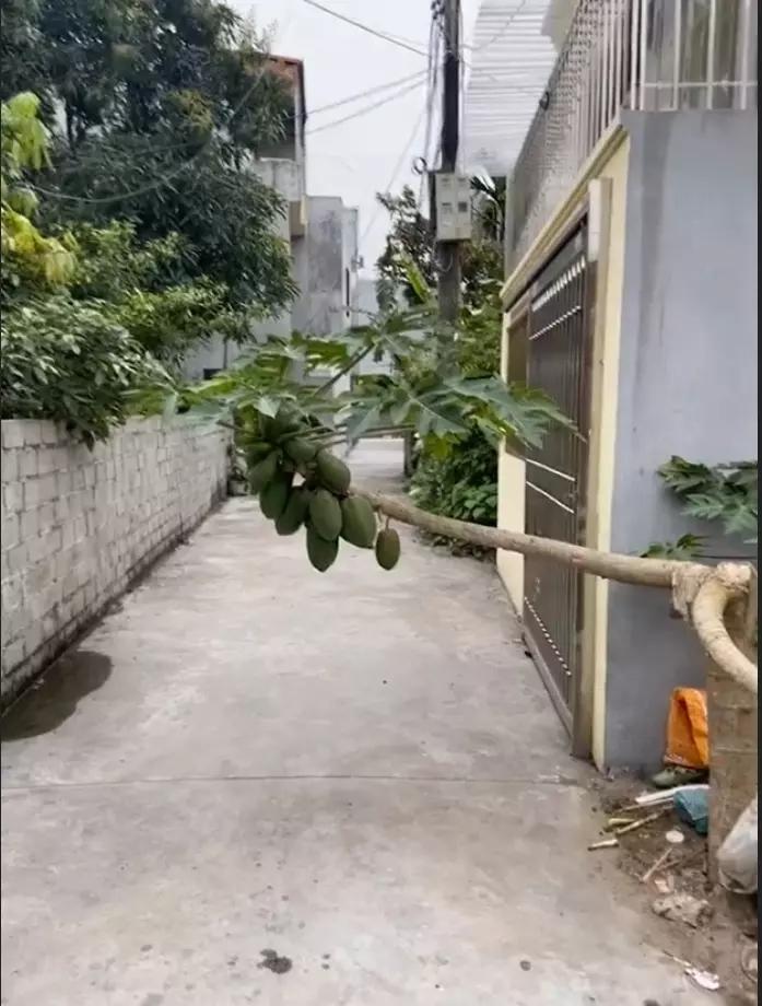 Cận cảnh cây đu đủ hình dáng kỳ lạ, dân tình dự đoán giá tiền tỷ-2