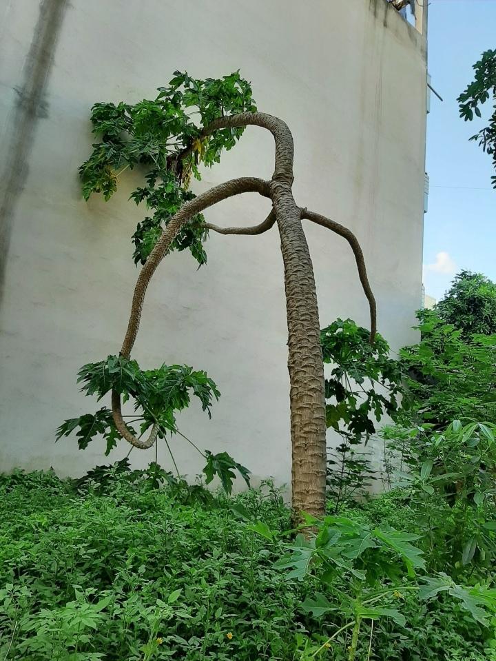 Cận cảnh cây đu đủ hình dáng kỳ lạ, dân tình dự đoán giá tiền tỷ-3