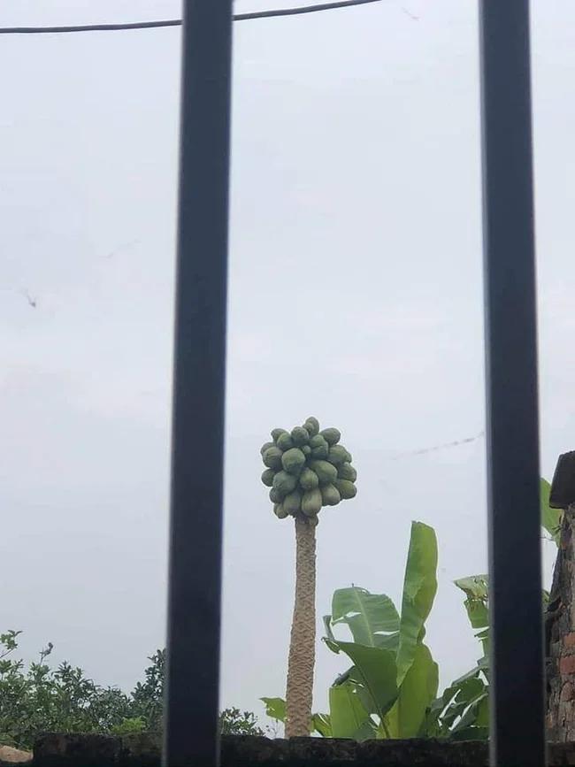 Cận cảnh cây đu đủ hình dáng kỳ lạ, dân tình dự đoán giá tiền tỷ-4