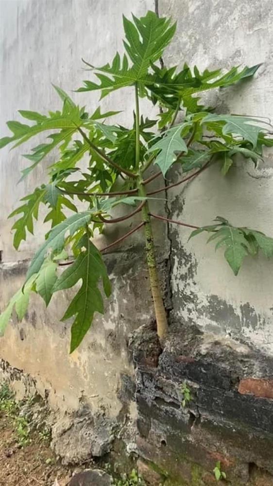 Cận cảnh cây đu đủ hình dáng kỳ lạ, dân tình dự đoán giá tiền tỷ-5