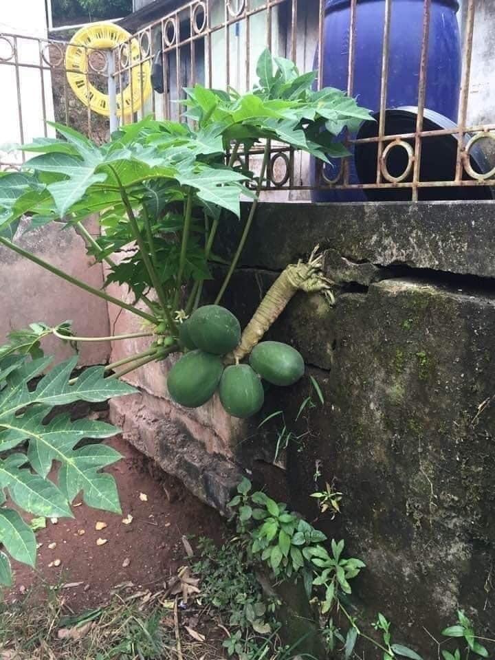 Cận cảnh cây đu đủ hình dáng kỳ lạ, dân tình dự đoán giá tiền tỷ-6