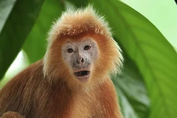 Ngày 1/11 Âm lịch Thần Tài trái, Phật Bà phải hộ trì 4 tuổi đại phát-4