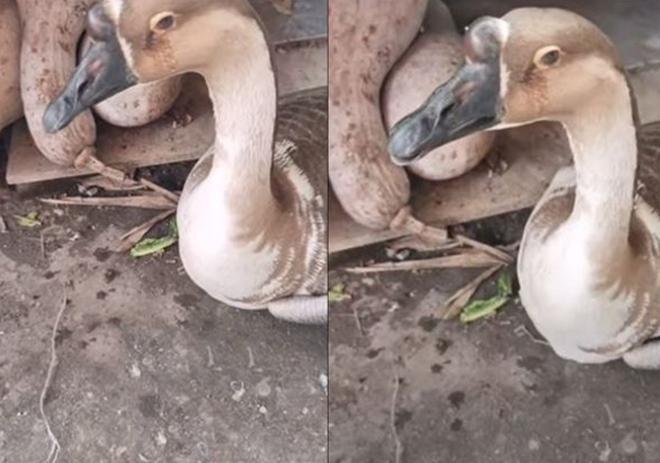 Thấy con ngỗng khóc như mưa, chủ không làm thịt mà nuôi suốt đời-1