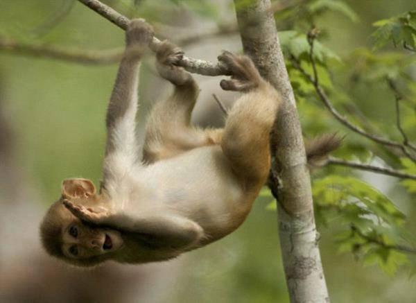 4 tuổi cung hỷ phát tài 2023 hóa rồng, 2024 hóa phượng-1