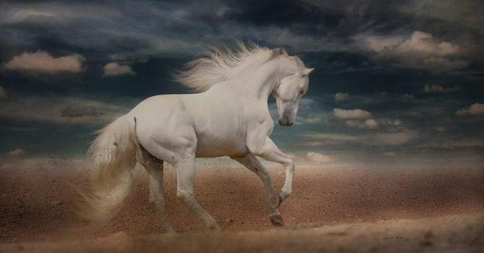 4 tuổi cung hỷ phát tài 2023 hóa rồng, 2024 hóa phượng-4