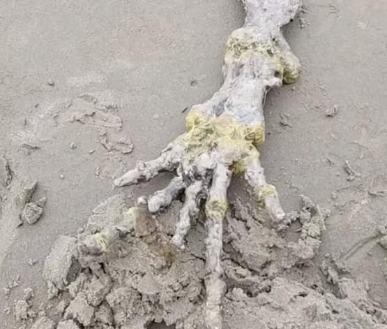 Phát hiện sinh vật lạ có bàn tay xương xẩu, ngón tay dài trên bờ biển-1