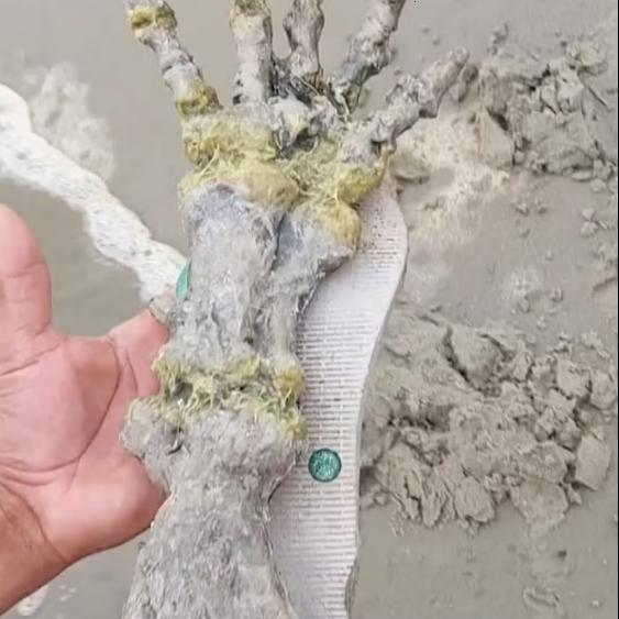 Phát hiện sinh vật lạ có bàn tay xương xẩu, ngón tay dài trên bờ biển-2