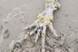 Phát hiện sinh vật lạ có bàn tay xương xẩu, ngón tay dài trên bờ biển