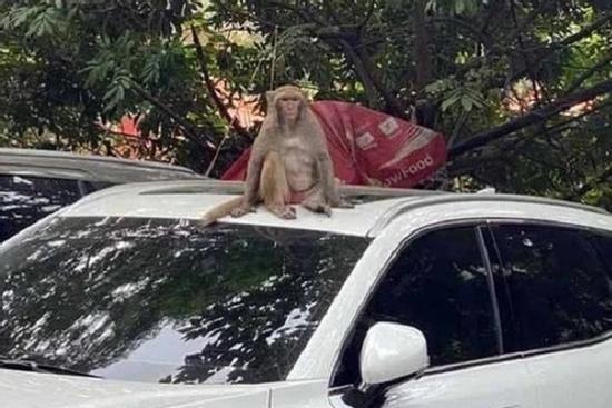 Thổi ống tiêu gây mê, vây bắt con khỉ hoang phá bãi xe ở Hà Nội