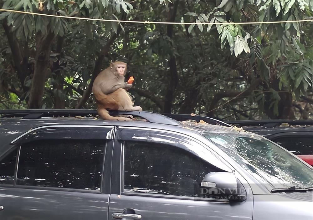 Cận cảnh khỉ hoang quậy phá ở Hà Nội: Thích trêu phái... đẹp-4
