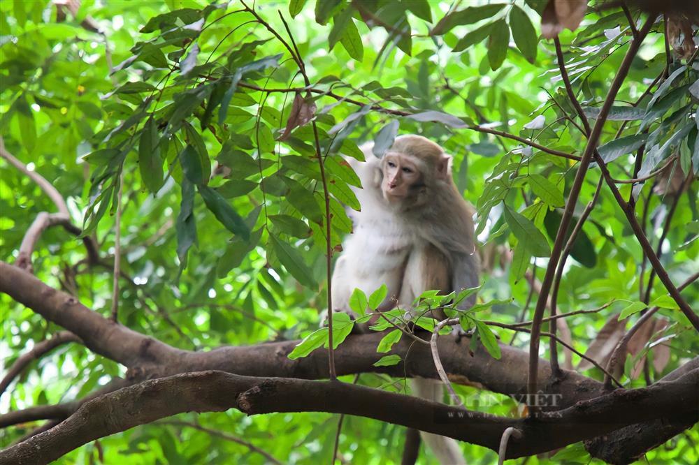 Khỉ hoang quậy phá ở Hà Nội thích trêu phái đẹp