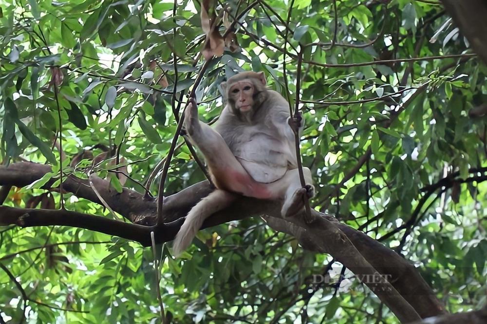 Cận cảnh khỉ hoang quậy phá ở Hà Nội: Thích trêu phái... đẹp-2