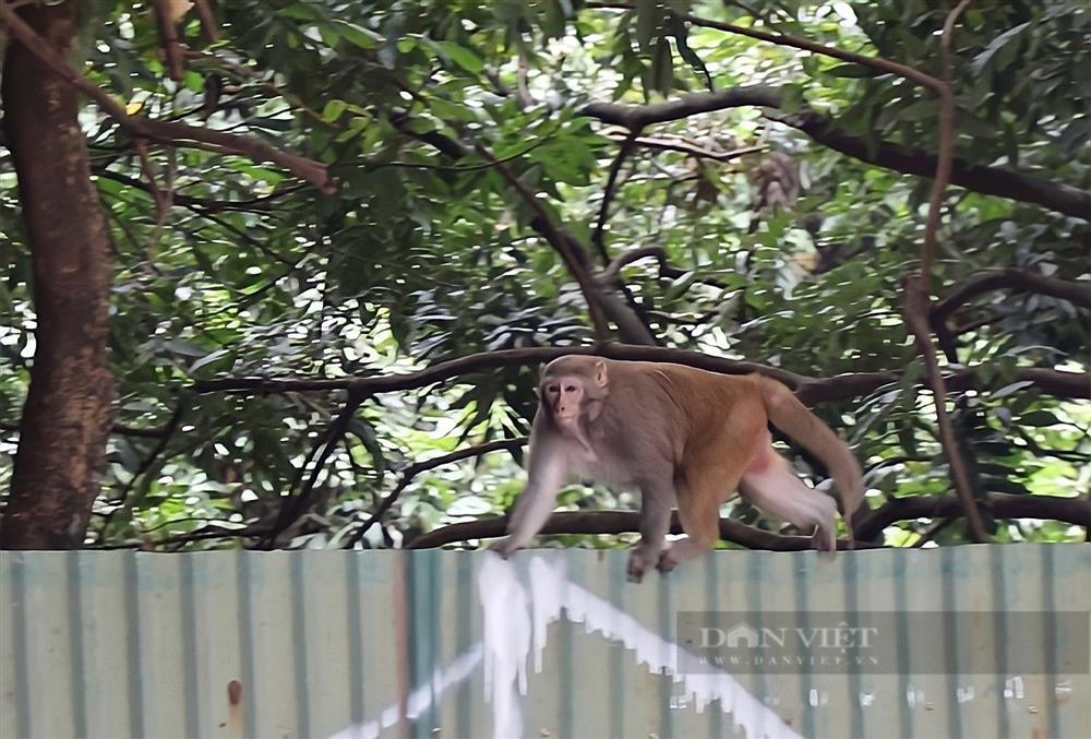Cận cảnh khỉ hoang quậy phá ở Hà Nội: Thích trêu phái... đẹp-3