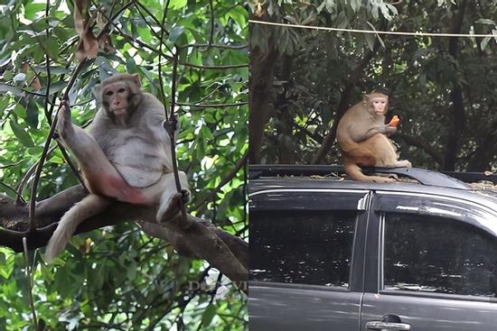 Cận cảnh khỉ hoang quậy phá ở Hà Nội: Thích trêu phái... đẹp