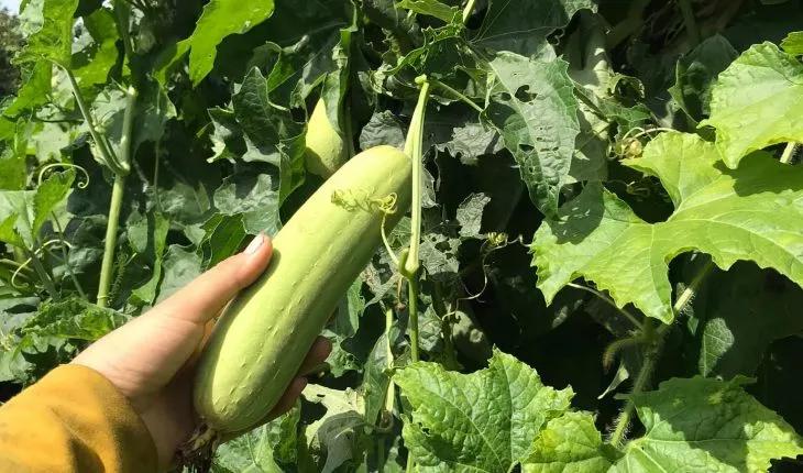 Loại quả được ví như nhân sâm trong vườn-2