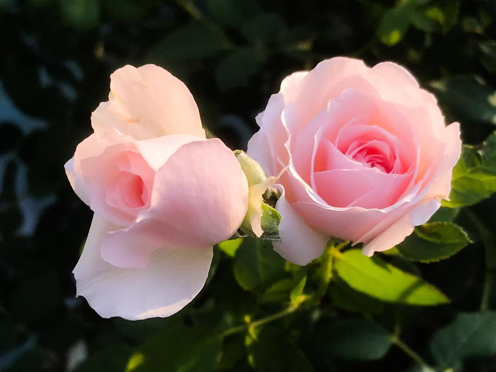 Sinh vào 6 ngày Âm lịch này, nam hay nữ đều giỏi giang-1