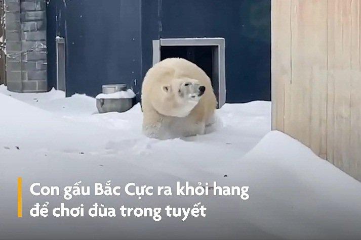 Ở nơi gấu được ăn bánh chưng, bánh tét-11