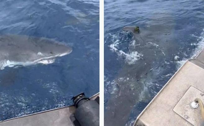 Chạm trán với cá mập trắng lớn ngoài khơi bờ biển Australia-1