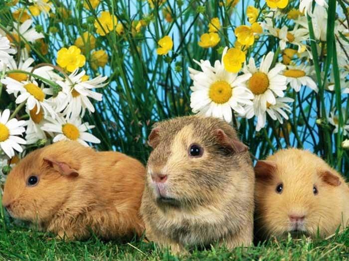 Tử vi hàng ngày 12 con giáp thứ Năm 1/12/2022: Họa từ miệng ra-1