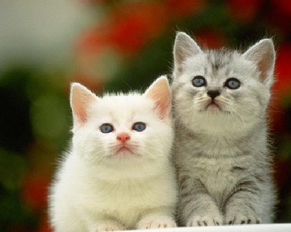 Ngày 2/12 chiếu 3 con giáp cô đơn giày vò vì yêu đương trò hề-1